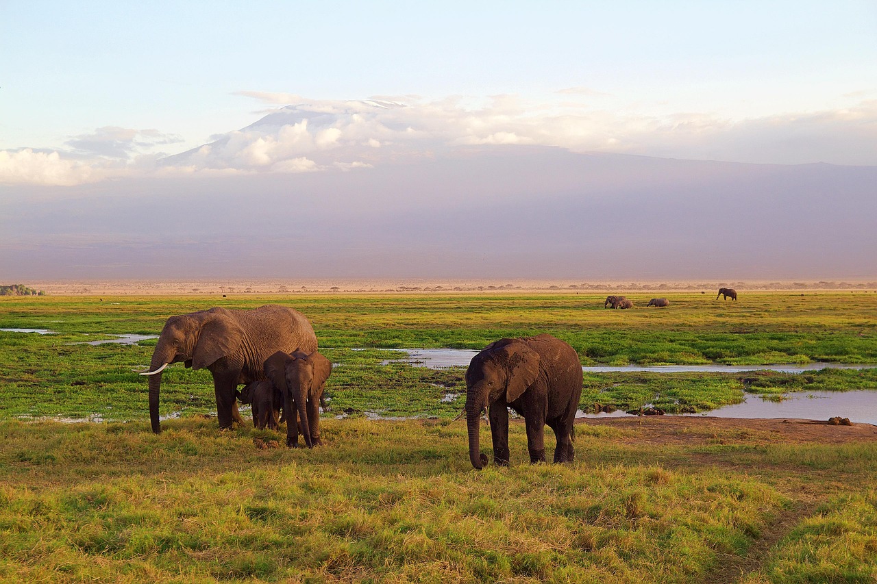 Kenya Fixed Departure 2026: Sarova Super Saver Safari Now Live on DMCBazaar